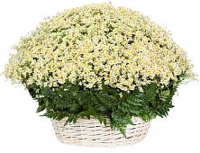 Цветочная композиция из Ромашки в корзине #REPLACE_PRED# Сибае